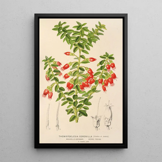 Charles Antoine Lemaire - Themistoclesia coronilla.webp