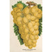 Uvas Thomson's Golden Champion - Charles Antoine Lemaire — vista de la obra