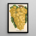 Uvas Thomson's Golden Champion - Charles Antoine Lemaire — cuadro enmarcado en la pared