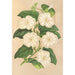 Thunbergia fragrans - Charles Antoine Lemaire — vista de la obra