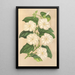 Thunbergia fragrans - Charles Antoine Lemaire — cuadro enmarcado en la pared