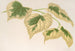 Tilia parvifolia var. fol. varieg. - Charles Antoine Lemaire — vista de la obra