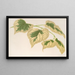 Tilia parvifolia var. fol. varieg. - Charles Antoine Lemaire — cuadro enmarcado en la pared