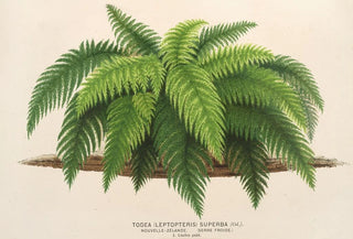 Charles Antoine Lemaire - Todea Leptopteris superba.webp