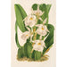 Trichopilia fragrans nobilis - Charles Antoine Lemaire — artwork view