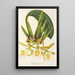 Reproduction of the painting Trichopilia picta - Charles Antoine Lemaire
