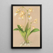 Utricularia montana - Charles Antoine Lemaire — cuadro enmarcado en la pared