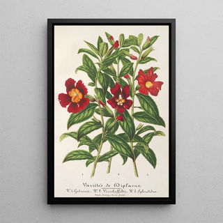 Charles Antoine Lemaire - Varits de Diplacus.webp