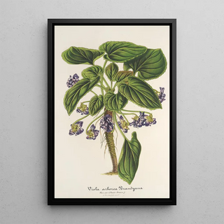 Charles Antoine Lemaire - Viola arborea Brandyana.webp