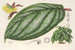 Witheringia pogonandra - Charles Antoine Lemaire — vista de la obra