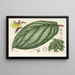 Witheringia pogonandra - Charles Antoine Lemaire — cuadro enmarcado en la pared