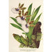 Reproduction of the painting Zygopetalum Gautieri - Charles Antoine Lemaire