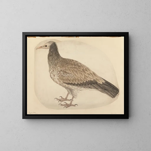 Vautour egipcio - Charles Collins — cuadro enmarcado en la pared