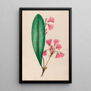 Charles Empson - Drawings of tropical flowers and fruits from South America Pl01.webp