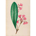 Reproducción del cuadro dibujos de flores y frutas tropicales de América del Sur Pl01 - Charles Empson