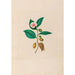 Reproduction of the painting of South American tropical flower and fruit drawings Pl06 - Charles Empson