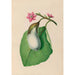 South American tropical flower and fruit drawings Pl07 - Charles Empson — artwork view