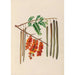 Reproduction of the painting of South American tropical flower and fruit drawings Pl11 - Charles Empson