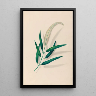 Charles Empson - Drawings of tropical flowers and fruits from South America Pl20.webp