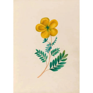 Charles Empson - Drawings of tropical flowers and fruits from South America Pl22.webp
