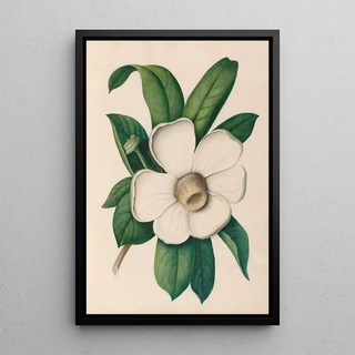 Charles Empson - Drawings of tropical flowers and fruits from South America Pl25.webp