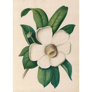 Charles Empson - Drawings of tropical flowers and fruits from South America Pl25.webp