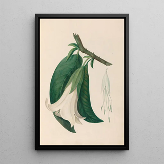 Charles Empson - Drawings of tropical flowers and fruits from South America Pl26.webp