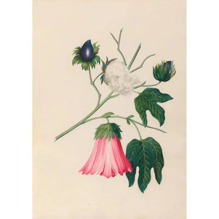Charles Empson - Drawings of tropical flowers and fruits from South America Pl29.webp