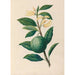 dibujos de flores y frutas tropicales de América del Sur Pl30 - Charles Empson — vista de la obra
