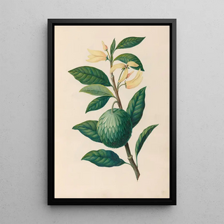 Charles Empson - Drawings of tropical flowers and fruits from South America Pl30.webp