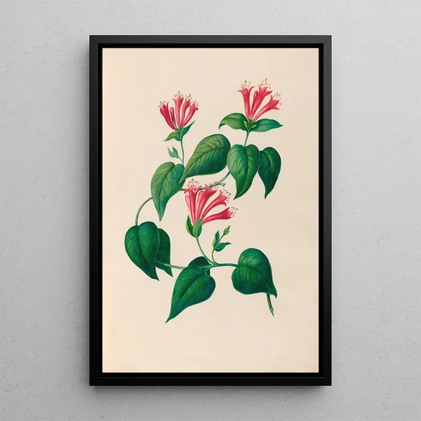 Reproducción del cuadro Dibujos de flores y frutas tropicales de América del Sur Pl32 - Charles Empson