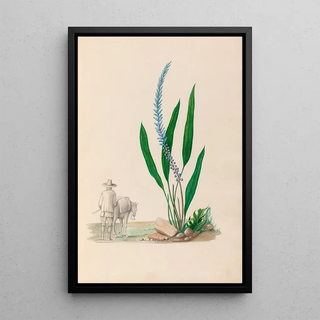 Charles Empson - Drawings of tropical flowers and fruits from South America Pl33.webp