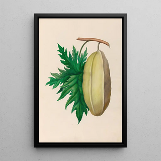 Charles Empson - Drawings of tropical flowers and fruits from South America Pl35.webp