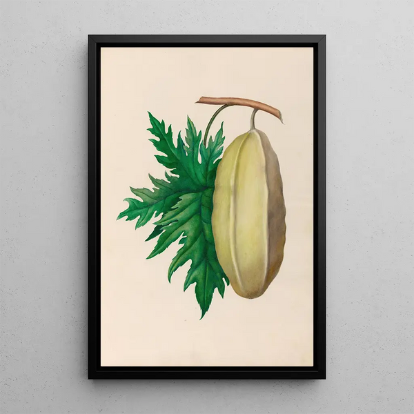 Reproducción del cuadro dibujos de flores y frutas tropicales de América del Sur Pl35 - Charles Empson