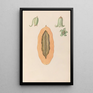 Charles Empson - Drawings of tropical flowers and fruits from South America Pl36.webp