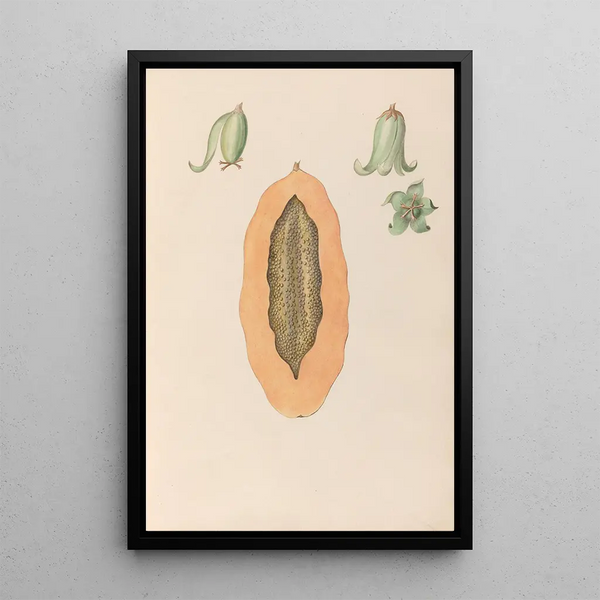 Reproducción del cuadro Dibujos de flores y frutas tropicales de América del Sur Pl36 - Charles Empson