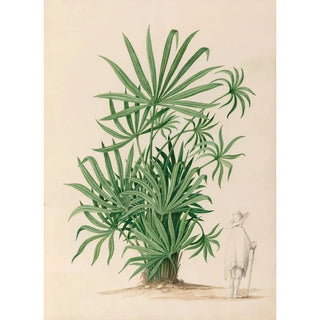 Charles Empson - Drawings of tropical flowers and fruits from South America Pl37.webp