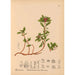 Reproduction of the painting Medicinal Plants Pl001 - Charles Frederick Millspaugh