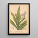 Reproduction of the painting Medicinal Plants Pl003 - Charles Frederick Millspaugh