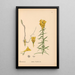 Reproduction of the painting Medicinal Plants Pl004 - Charles Frederick Millspaugh