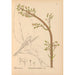 Medicinal Plants Pl005 - Charles Frederick Millspaugh — artwork view