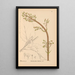 Medicinal Plants Pl005 - Charles Frederick Millspaugh — framed artwork on a wall