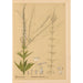 Plantas medicinales Pl007 - Charles Frederick Millspaugh — vista de la obra