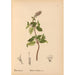 Medicinal Plants Pl009 - Charles Frederick Millspaugh — artwork view