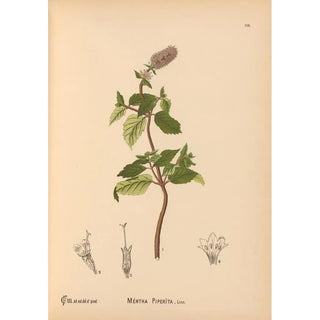 Charles Frederick Millspaugh - Medicinal Plants Pl009.webp
