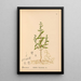 Medicinal Plants Pl011 - Charles Frederick Millspaugh — framed artwork on a wall