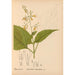 Plantas medicinales Pl013 - Charles Frederick Millspaugh — vista de la obra