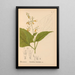 Plantas medicinales Pl013 - Charles Frederick Millspaugh — cuadro enmarcado en la pared