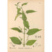 Plantas medicinales Pl014 - Charles Frederick Millspaugh — vista de la obra