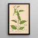Plantas medicinales Pl014 - Charles Frederick Millspaugh — cuadro enmarcado en la pared